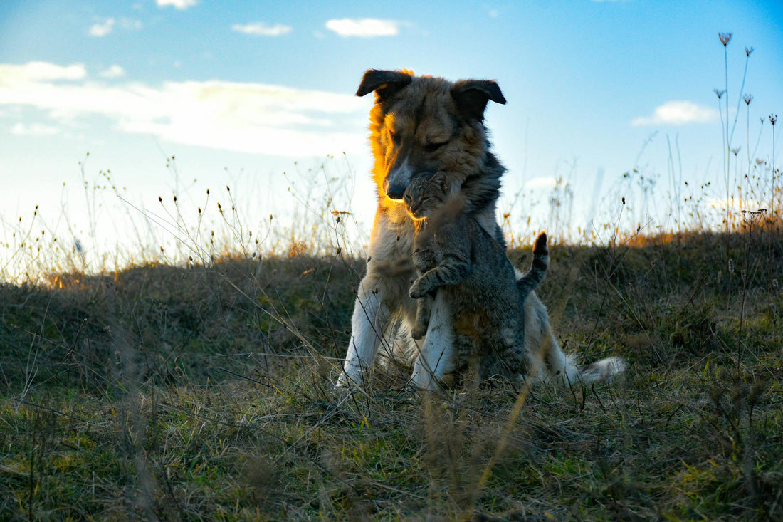 The Importance of Regular Exercise for Your Pet’s Well-Being