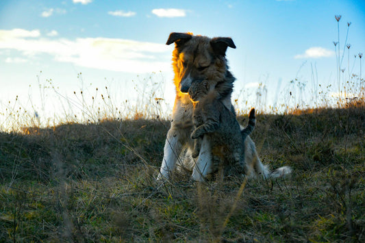 The Importance of Regular Exercise for Your Pet’s Well-Being